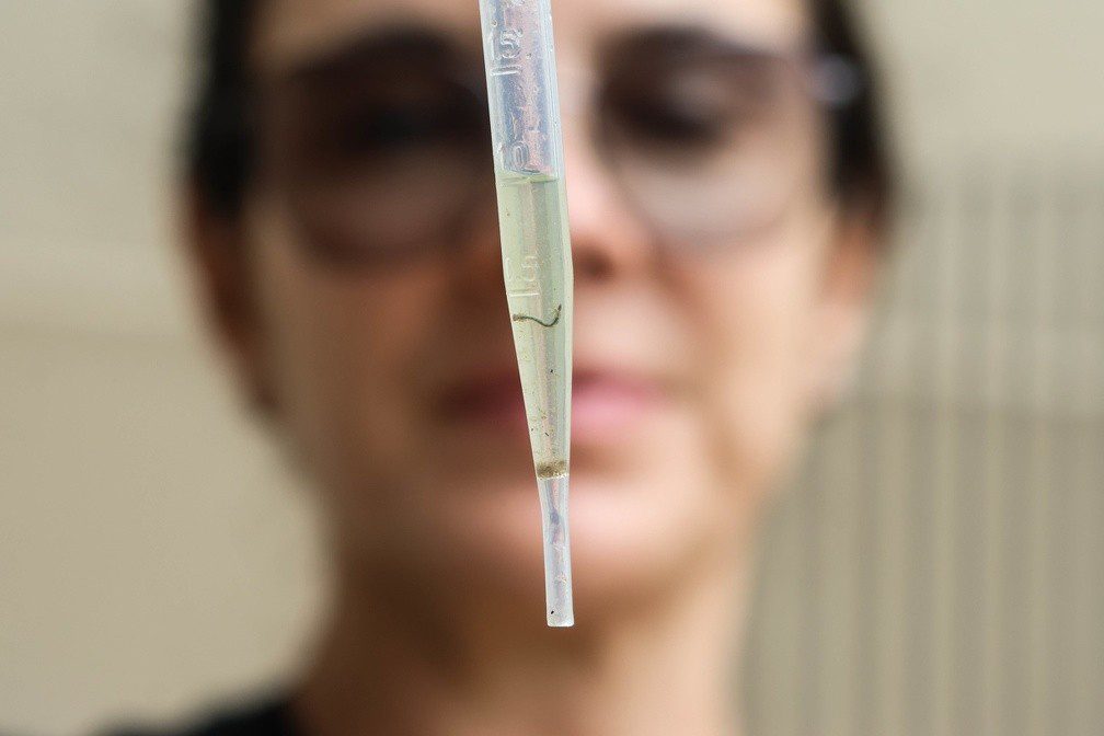 Idoso de 65 anos é o segundo a morrer por dengue em 2025, em Guaratinguetá
