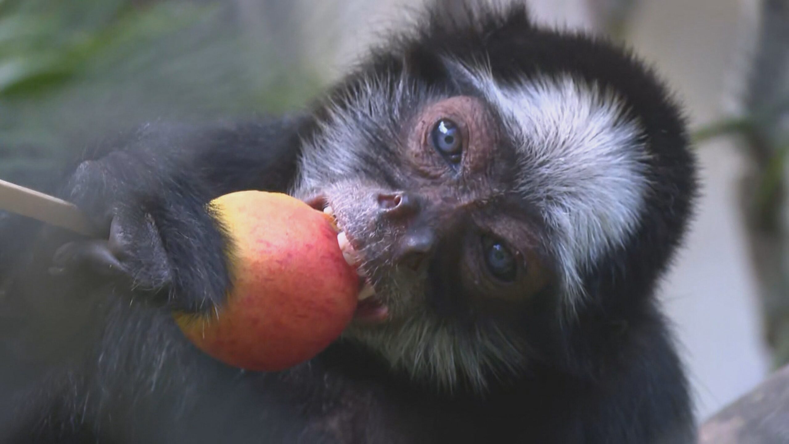VÍDEO: macacos ganham comidas típicas de São João no Zoológico do Recife; veja como foi o ‘arraiá’ dos primatas