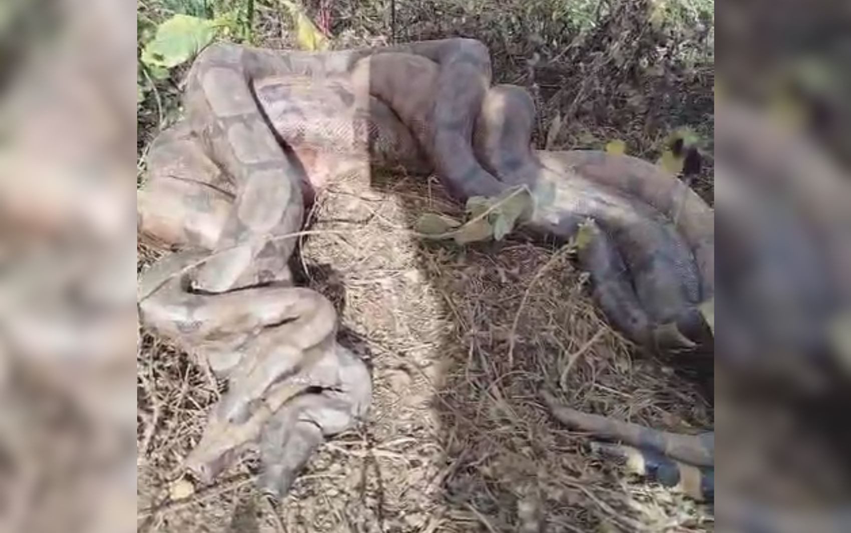 Romeiros a caminho de Trindade encontram três serpentes enroscadas às margens de rio, em Goiás