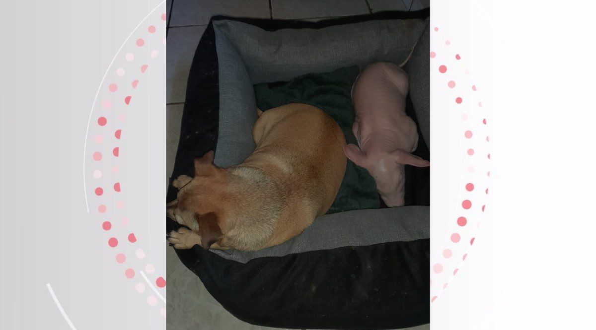 Vídeo: porca ‘aprende a latir’ após conviver com cachorros em propriedade rural do Paraná