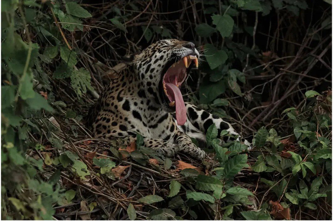 Safári no Pantanal: governo aprova investimento de US$ 150 mil para campanha internacional de turismo