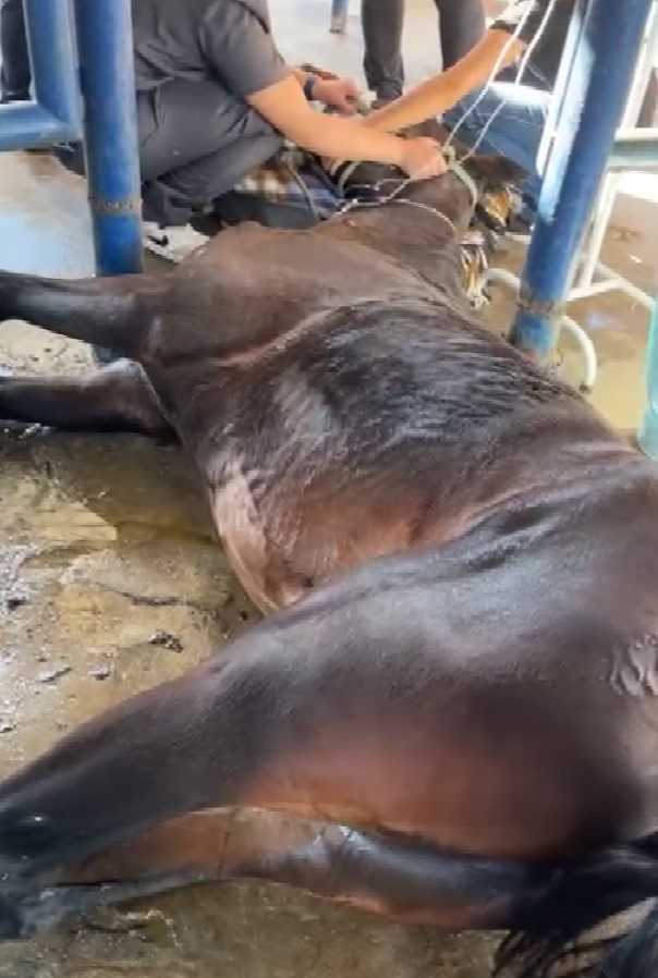 Mortes de cavalos: substância tóxica encontrada em ração atinge fígado, rins e cérebro dos animais, diz veterinário