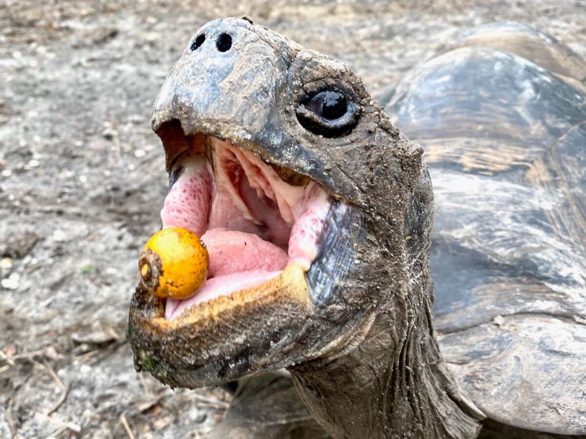 Redução de animais que dispersam sementes afeta meio ambiente: ‘Fundamentais à biodiversidade’, alerta pesquisador da Unesp