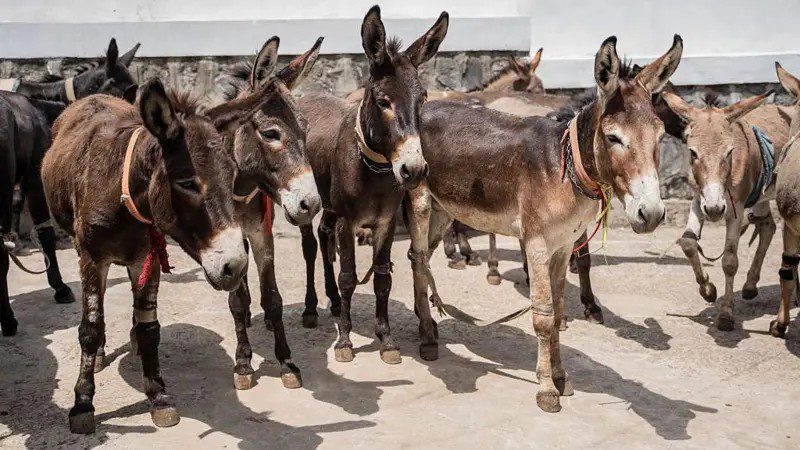 Jumento brasileiro pode entrar em extinção até 2030 com abate para exportação para China, alerta pesquisador