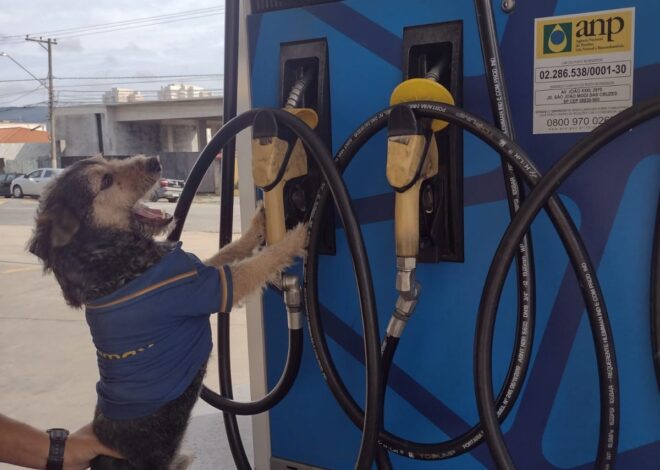 Cachorro vira ‘funcionário’ de posto de combustível na Grande SP e ganha uniforme