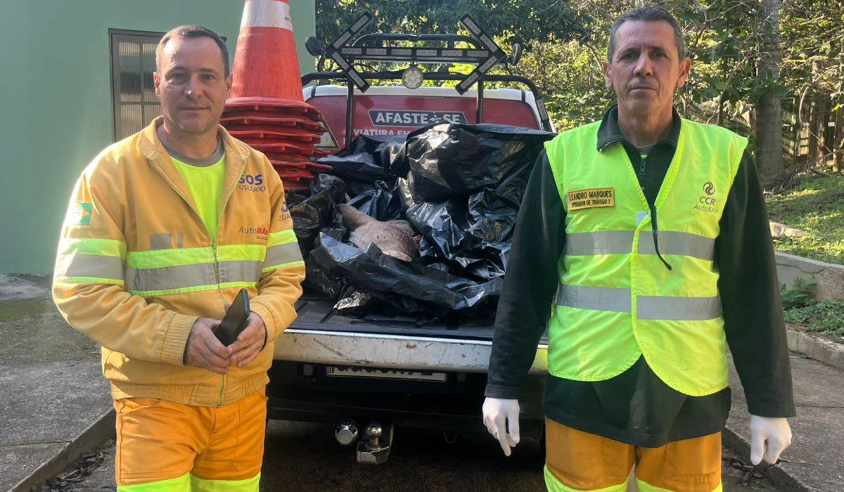Onça-parda morre após ser atropelada em Jundiaí
