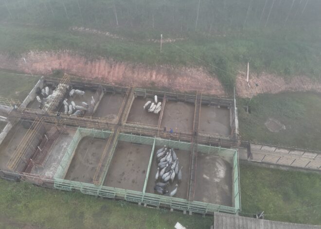 Gado apreendido pelo ICMBio é furtado de frigorífico no AC; empresa diz que não abaterá animais da operação