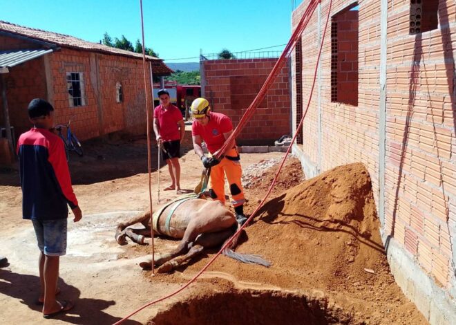 Cavalo é resgatado pelos bombeiros após cair em fossa séptica em Janaúba