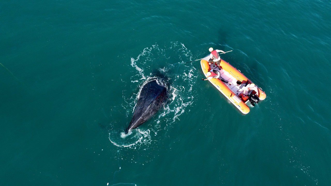 Baleia-jubarte é resgatada após ficar presa em rede de pesca no litoral de SP