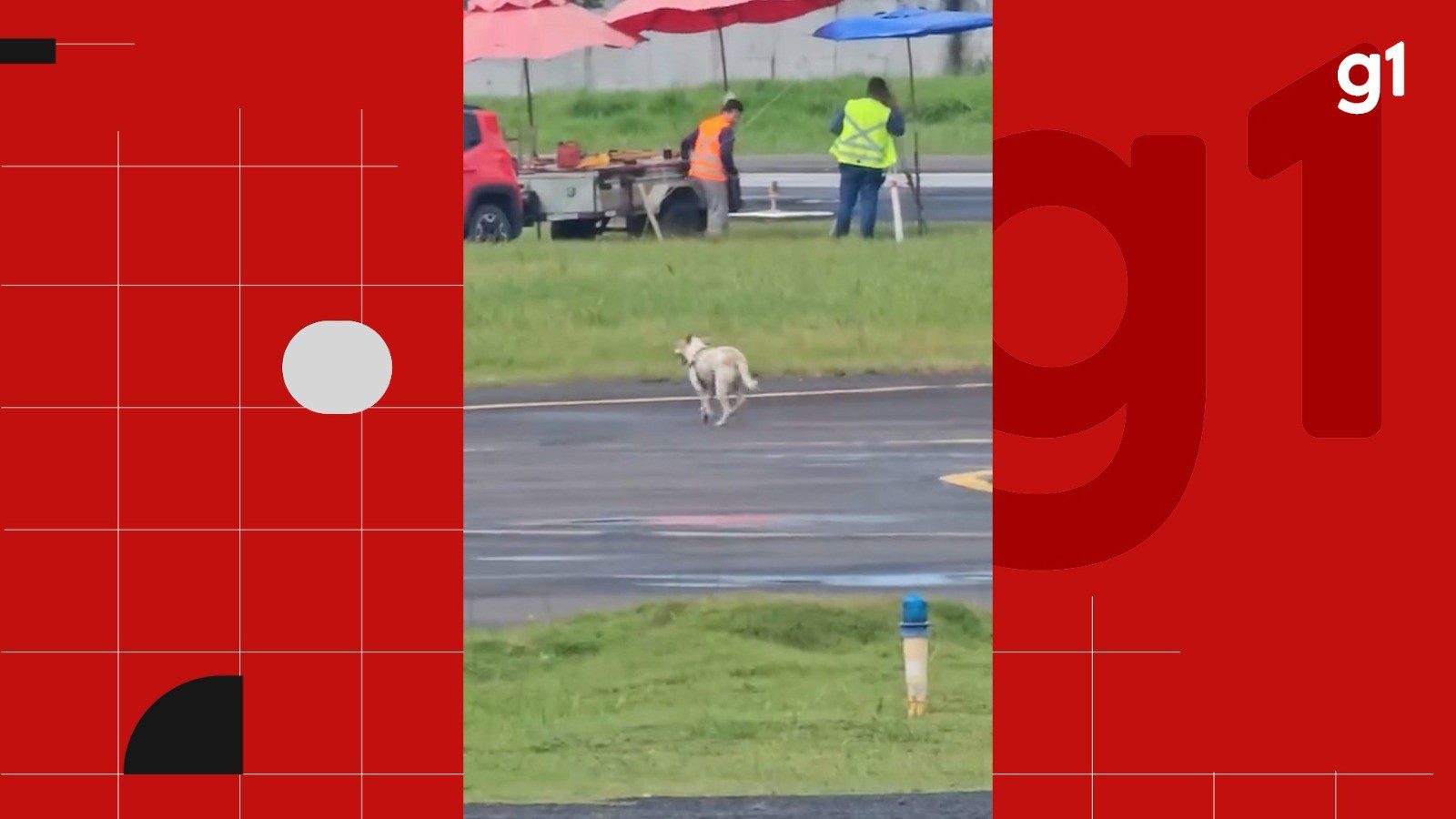 Cachorro invade pista e atrapalha pouso em aeroporto na Bahia; confira conversa entre piloto e torre de comunicação
