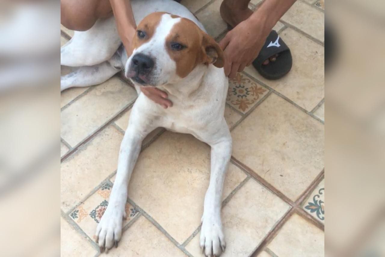 Após a morte de tutor, reação de cachorro encontrado ao lado do corpo comove a família: ‘Fica choramingando’