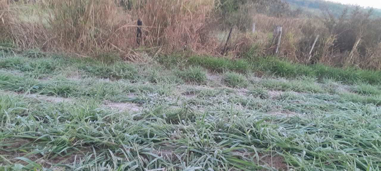 Cidades da região de Rio Preto e Araçatuba registram temperaturas próximas a 0°C